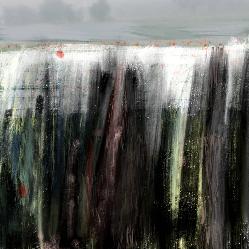 Mohnfeld - Reinhard Dedecek