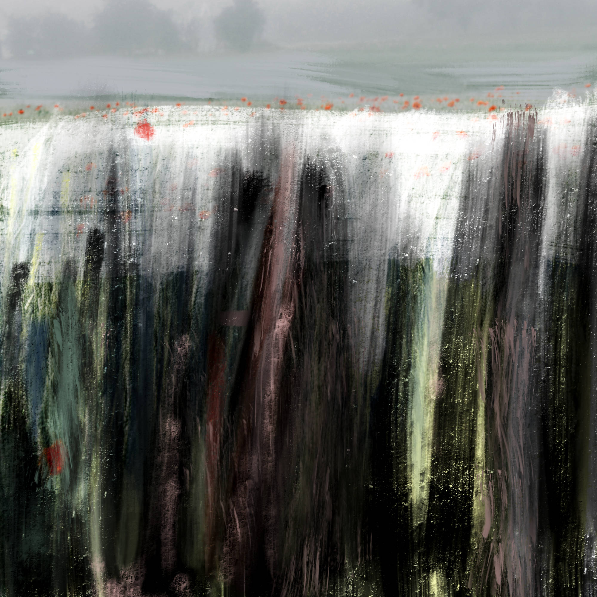 Mohnfeld - Reinhard Dedecek