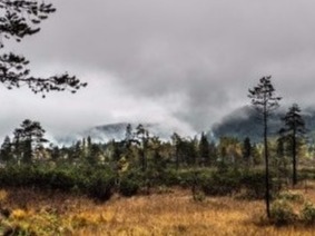 Landschaft Österreich